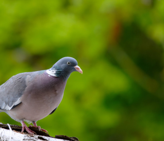Giunta de Pascale approva il calendario venatorio dell’Emilia Romagna 2025/26 Giunta de Pascale approva il calendario venatorio dell’Emilia Romagna 2025/26: colombaccio