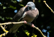 «Governo pubblichi immediatamente la bozza di riforma della legge sulla caccia» «Governo pubblichi immediatamente la bozza di riforma della legge sulla caccia»: colombaccio su ramo d'albero