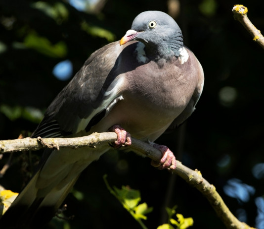 «Governo pubblichi immediatamente la bozza di riforma della legge sulla caccia» «Governo pubblichi immediatamente la bozza di riforma della legge sulla caccia»: colombaccio su ramo d'albero