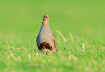 I dettagli del calendario venatorio della Liguria I dettagli del calendario venatorio della Liguria 2025 2026: starna