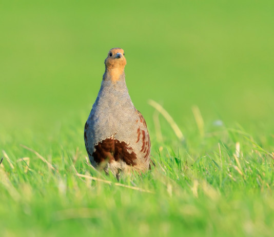 I dettagli del calendario venatorio della Liguria I dettagli del calendario venatorio della Liguria 2025 2026: starna