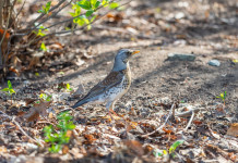 Il Tar della Lombardia vieta la caccia su 475 valichi montani Il Tar della Lombardia vieta la caccia su 475 valichi montani: cesena (Turdus pilaris)