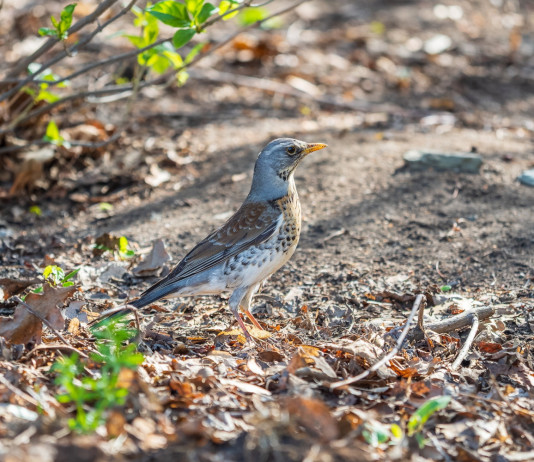 Il Tar della Lombardia vieta la caccia su 475 valichi montani Il Tar della Lombardia vieta la caccia su 475 valichi montani: cesena (Turdus pilaris)