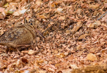 In Umbria si valuta posticipo della chiusura della caccia alla beccaccia In Umbria si valuta posticipo della chiusura della caccia alla beccaccia