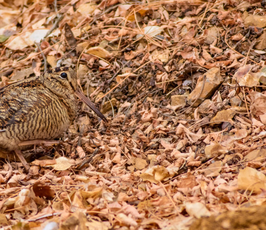 In Umbria si valuta posticipo della chiusura della caccia alla beccaccia In Umbria si valuta posticipo della chiusura della caccia alla beccaccia