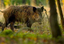 La Stampa anticipa modifica della normativa sul controllo del cinghiale La Stampa anticipa modifica della normativa sul controllo del cinghiale