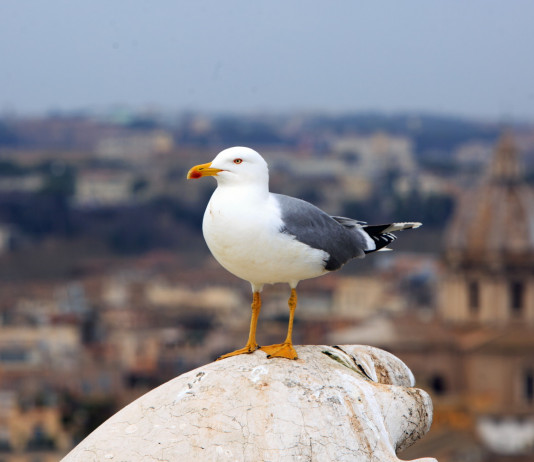 Langone: la riforma della legge 157/92 liberalizzi la caccia ai gabbiani Langone: la riforma della legge 157/92 liberalizzi la caccia ai gabbiani: gabbiano a Roma