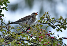 Massardi (Lega) chiede decreto legge sui valichi montani in Lombardia Massardi (Lega) chiede decreto legge sui valichi montani in Lombardia: cesena in estate su ramo d'albero