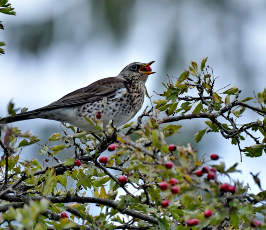 Massardi (Lega) chiede decreto legge sui valichi montani in Lombardia Massardi (Lega) chiede decreto legge sui valichi montani in Lombardia: cesena in estate su ramo d'albero