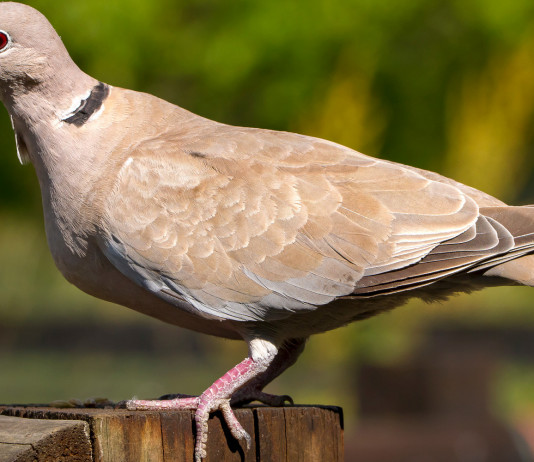 Ok alla caccia in deroga a tortora dal collare e piccione in Toscana Ok alla caccia in deroga a tortora dal collare e piccione in Toscana
