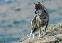Ok del Senato all’abbassamento dello stato di protezione del lupo Ok del Senato all’abbassamento dello stato di protezione del lupo