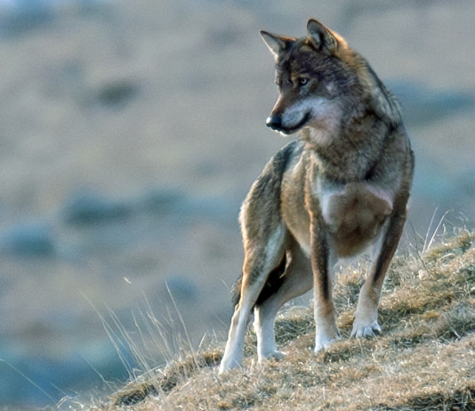 Ok del Senato all’abbassamento dello stato di protezione del lupo Ok del Senato all’abbassamento dello stato di protezione del lupo