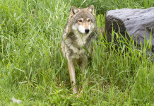 Pichetto Fratin risponde sul declassamento dello stato di protezione del lupo Pichetto Fratin risponde sulla procedura di declassamento dello stato di protezione del lupo