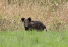 Prorogata la validità dell’ordinanza del commissario alla peste suina africana Prorogata la validità dell’ordinanza del commissario alla peste suina africana: cinghiale