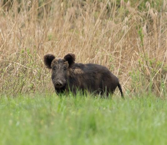 Prorogata la validità dell’ordinanza del commissario alla peste suina africana Prorogata la validità dell’ordinanza del commissario alla peste suina africana: cinghiale