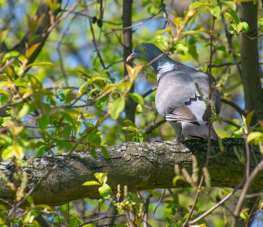 Respinto ricorso Libera Caccia sul controllo del colombaccio in Emilia Romagna Respinto ricorso Libera Caccia sul controllo del colombaccio in Emilia Romagna