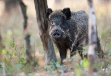 Sacchetti (Coldiretti, Ab): «La legge 157/92 è un punto di equilibrio» Sacchetti (Coldiretti, Ab): «La legge 157/92 è un punto di equilibrio»: cinghiale nel bosco
