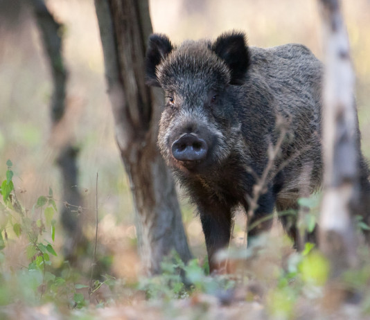 Sacchetti (Coldiretti, Ab): «La legge 157/92 è un punto di equilibrio» Sacchetti (Coldiretti, Ab): «La legge 157/92 è un punto di equilibrio»: cinghiale nel bosco