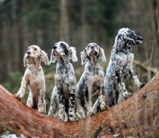 Senato approva legge sul maltrattamento degli animali Senato approva legge sul maltrattamento degli animali: quattro setter