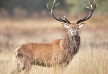 Storie naturali degli ungulati italiani Storie naturali degli ungulati italiani