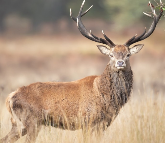 Storie naturali degli ungulati italiani Storie naturali degli ungulati italiani