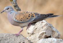 Sulla caccia alla tortora notizie buone a metà Sulla caccia alla tortora notizie buone a metà