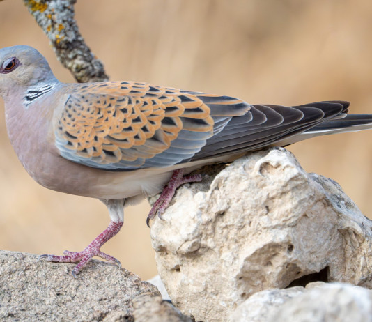 Sulla caccia alla tortora notizie buone a metà Sulla caccia alla tortora notizie buone a metà