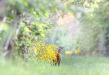 Umbria approva calendario per la caccia di selezione a cervidi e cinghiale Umbria approva calendario per la caccia di selezione a cervidi e cinghiale
