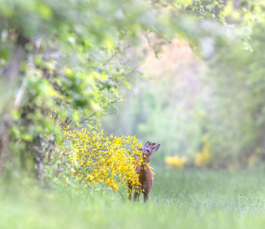 Umbria approva calendario per la caccia di selezione a cervidi e cinghiale Umbria approva calendario per la caccia di selezione a cervidi e cinghiale