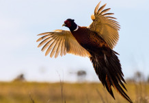 Un concorso di fotografie di caccia: Fondazione Una lancia «Scatti selvatici» Un concorso di fotografie di caccia: Fondazione Una lancia «Scatti selvatici»: fagiano in volo