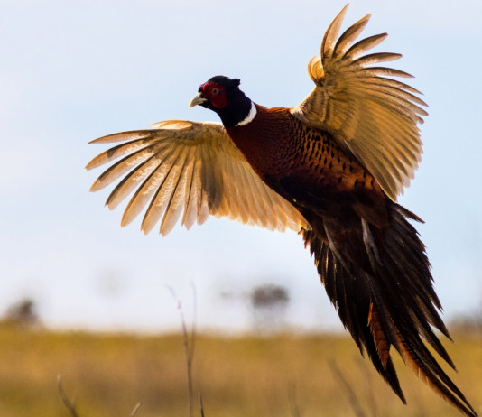 Un concorso di fotografie di caccia: Fondazione Una lancia «Scatti selvatici» Un concorso di fotografie di caccia: Fondazione Una lancia «Scatti selvatici»: fagiano in volo