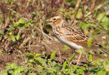 Verdi europei chiedono protezione starna, allodola e pavoncella Verdi europei chiedono protezione starna, allodola e pavoncella