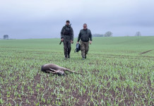 Caccia al capriolo in Scozia: il video reportage caccia al capriolo in scozia il video reportage
