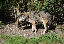 Parlamento europeo abbassa lo stato di protezione del lupo Parlamento europeo abbassa lo stato di protezione del lupo