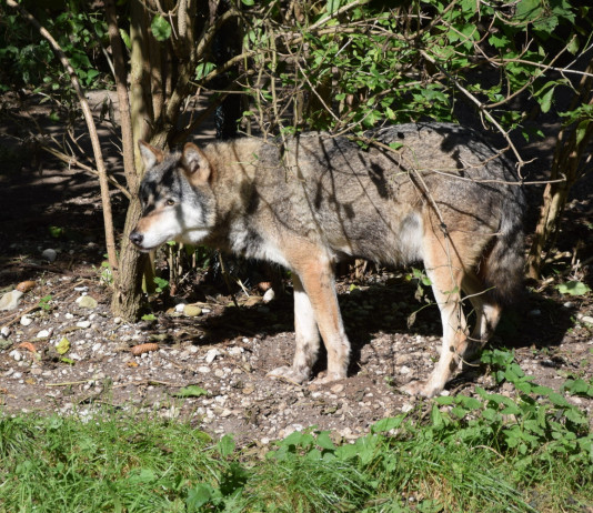 Parlamento europeo abbassa lo stato di protezione del lupo Parlamento europeo abbassa lo stato di protezione del lupo