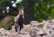 A Cortina la 59ª assemblea nazionale Uncza A Cortina la 59ª assemblea nazionale Uncza: camoscio