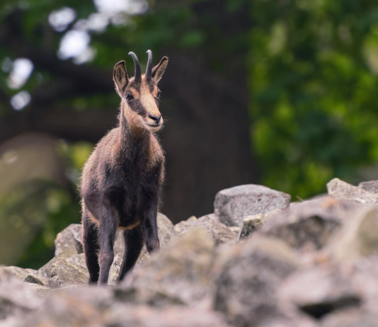 A Cortina la 59ª assemblea nazionale Uncza A Cortina la 59ª assemblea nazionale Uncza: camoscio