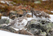Anche in Piemonte prende forma la stagione 2025/2026: ecco il calendario venatorio Anche in Piemonte prende forma la stagione 2025/2026: ecco il calendario venatorio - rock ptarmigian, pernice bianca (Lagopus muta)