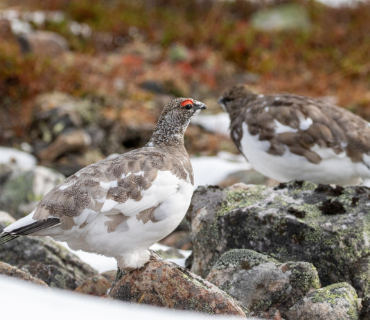 Anche in Piemonte prende forma la stagione 2025/2026: ecco il calendario venatorio Anche in Piemonte prende forma la stagione 2025/2026: ecco il calendario venatorio - rock ptarmigian, pernice bianca (Lagopus muta)