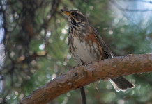 Approvato il calendario venatorio del Lazio 2025/2026 Approvato il calendario venatorio del Lazio 2025/2026