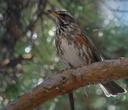Approvato il calendario venatorio del Lazio 2025/2026 Approvato il calendario venatorio del Lazio 2025/2026