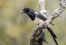 Approvato il calendario venatorio dell’Abruzzo 2025/2026 Approvato il calendario venatorio dell’Abruzzo 2025/2026: gazza (Pica pica)