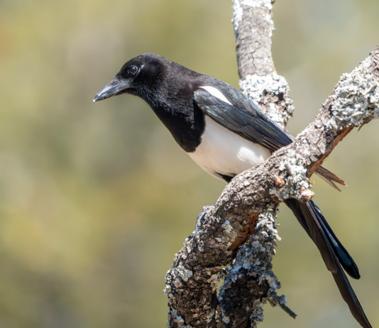 Approvato il calendario venatorio dell’Abruzzo 2025/2026 Approvato il calendario venatorio dell’Abruzzo 2025/2026: gazza (Pica pica)