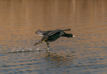 Approvato il calendario venatorio della Calabria 2025/2026 Approvato il calendario venatorio della Calabria 2025/2026: folaga