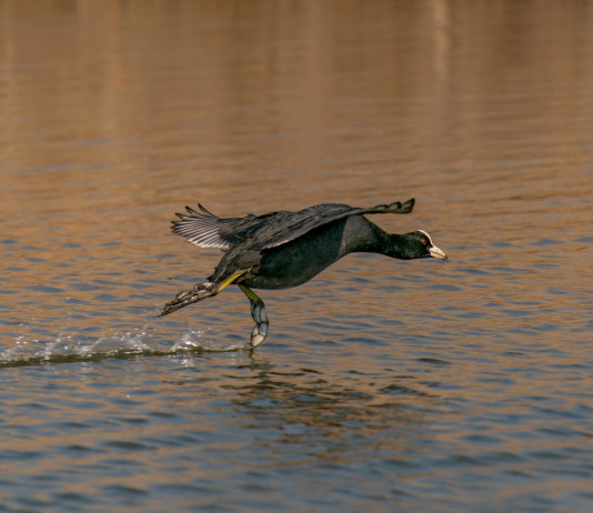 Approvato il calendario venatorio della Calabria 2025/2026 Approvato il calendario venatorio della Calabria 2025/2026: folaga