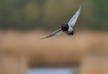 Approvato il calendario venatorio della Campania 2025/2026