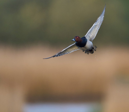 Approvato il calendario venatorio della Campania 2025/2026