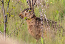 Approvato il calendario venatorio della Toscana 2025/2026 Approvato il calendario venatorio della Toscana 2025/2026: lepre
