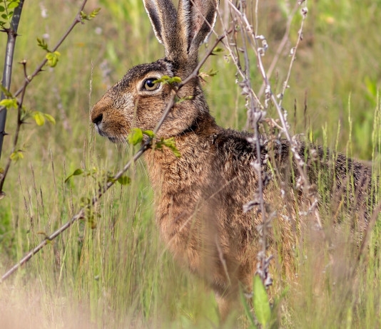 Approvato il calendario venatorio della Toscana 2025/2026 Approvato il calendario venatorio della Toscana 2025/2026: lepre
