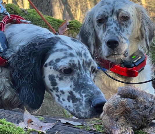 Beccacce che Passione 3 2025 vi aspetta in edicola Beccacce che Passione 3 2025 vi aspetta in edicola